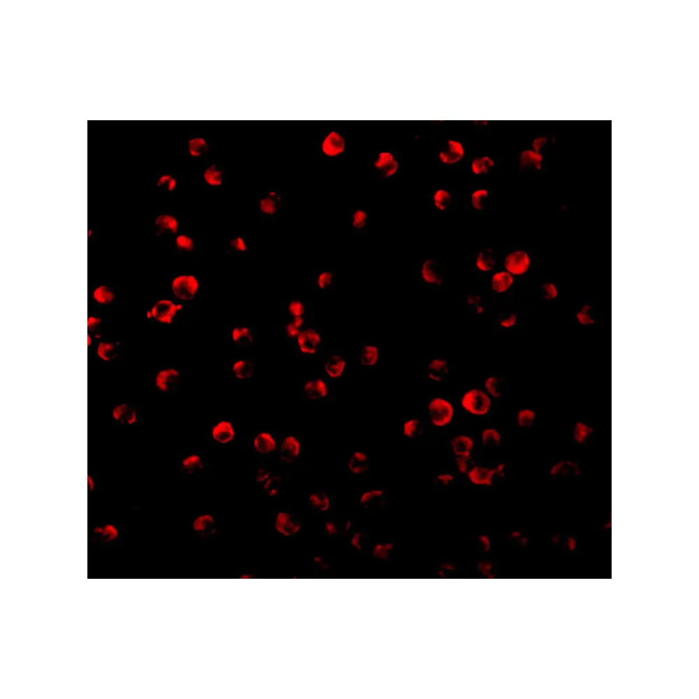 ProSci 3521_S IRS-1 Antibody, ProSci, 0.02 mg/Unit Tertiary Image