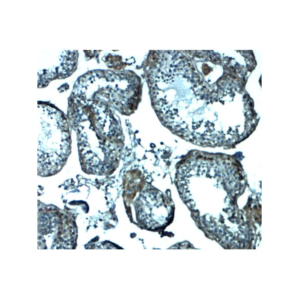 ProSci 8233 IZUMO1 Antibody, ProSci, 0.1 mg/Unit Secondary Image