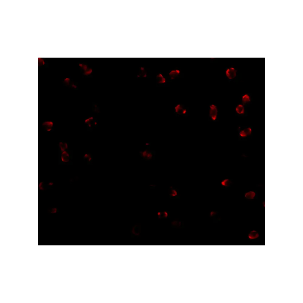 ProSci 4837_S Integrin alpha 4 Antibody, ProSci, 0.02 mg/Unit Secondary Image