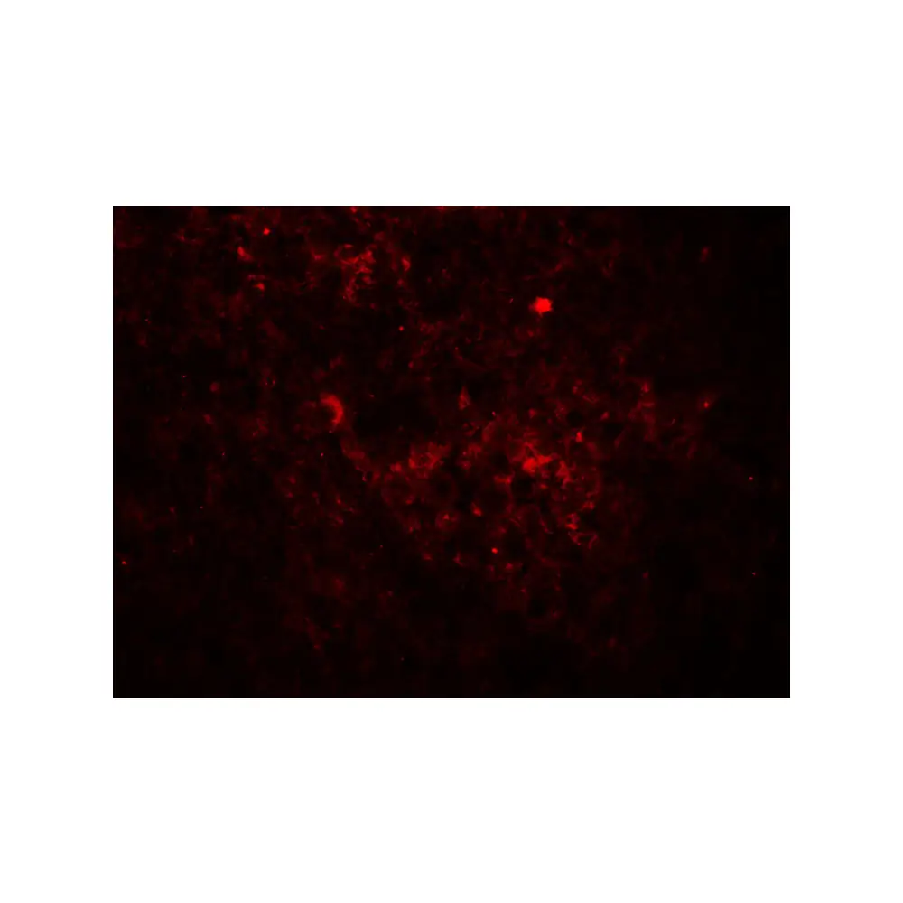 ProSci 8059_S JAG1 Antibody, ProSci, 0.02 mg/Unit Tertiary Image