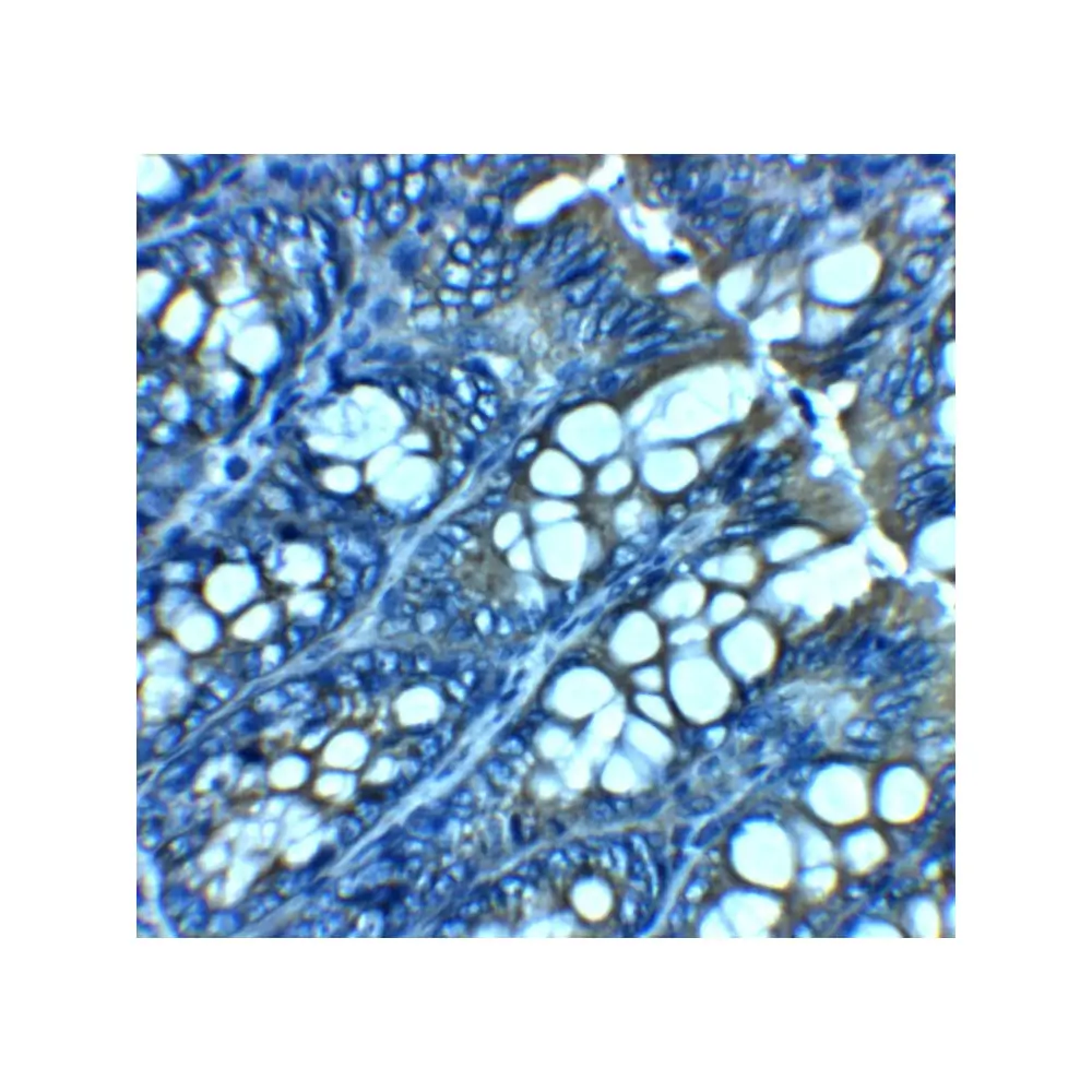 ProSci 8367 JAGN1 Antibody, ProSci, 0.1 mg/Unit Secondary Image