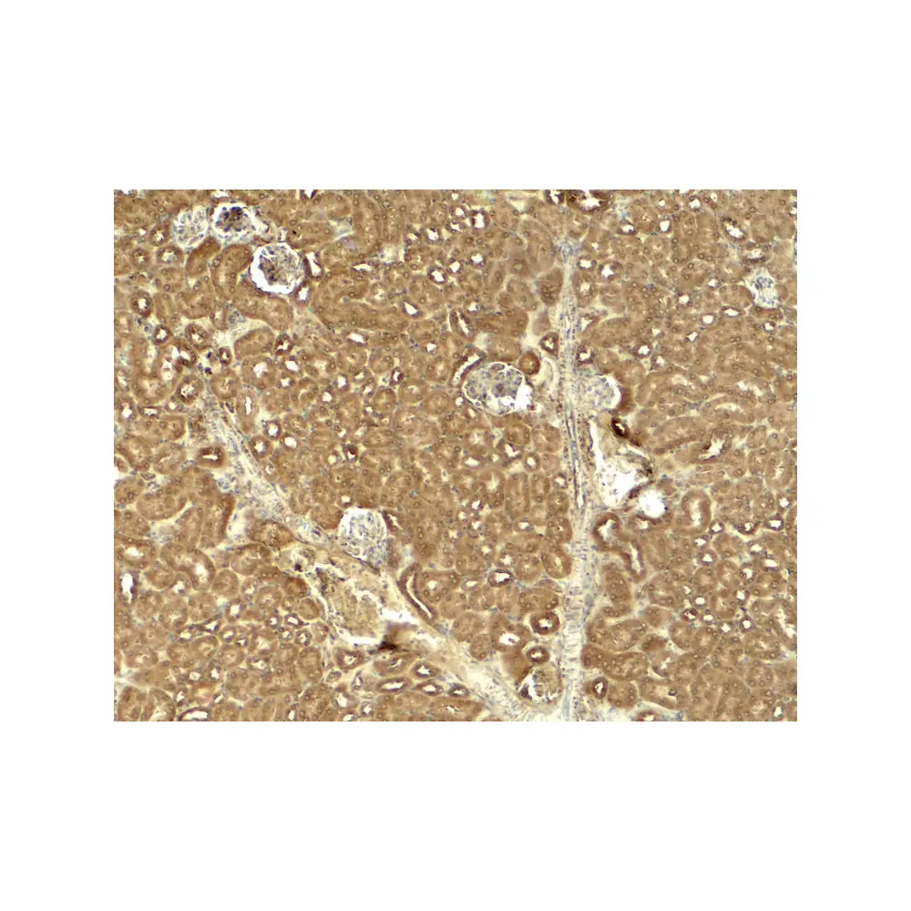 ProSci 8085 JAK2 Antibody, ProSci, 0.1 mg/Unit Secondary Image