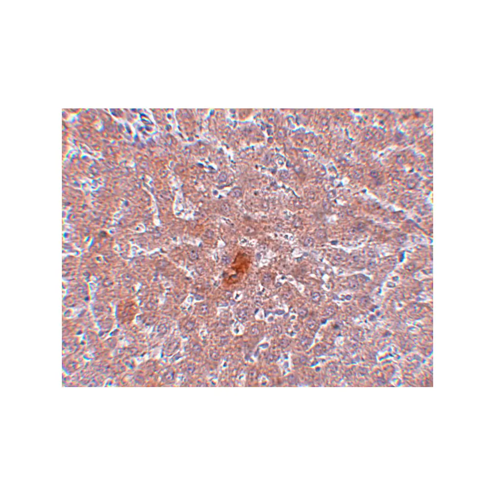 ProSci 5365 JMJD1A Antibody, ProSci, 0.1 mg/Unit Quaternary Image