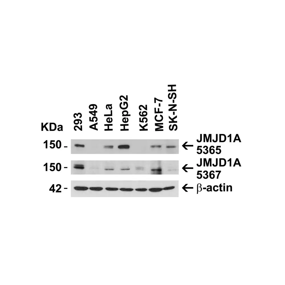 ProSci 5365 JMJD1A Antibody, ProSci, 0.1 mg/Unit Secondary Image