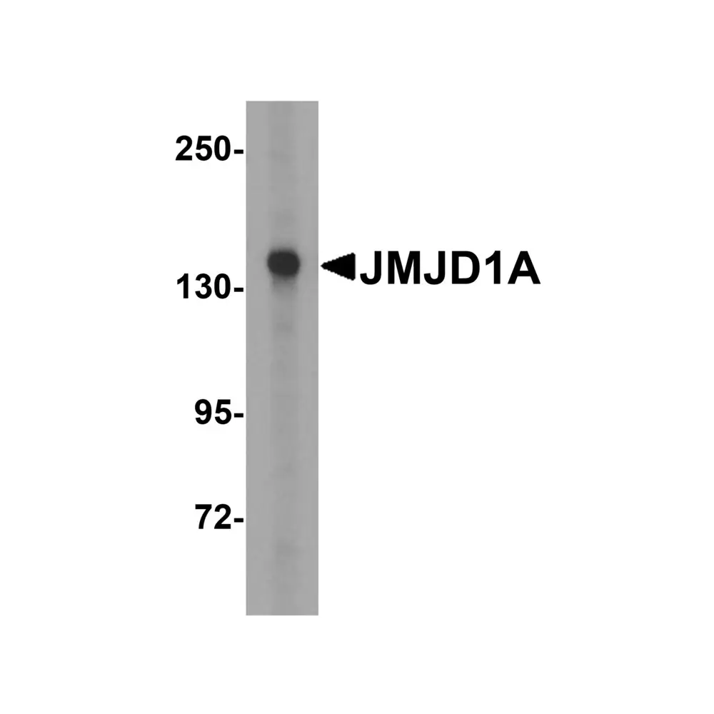 ProSci 5365 JMJD1A Antibody, ProSci, 0.1 mg/Unit Tertiary Image