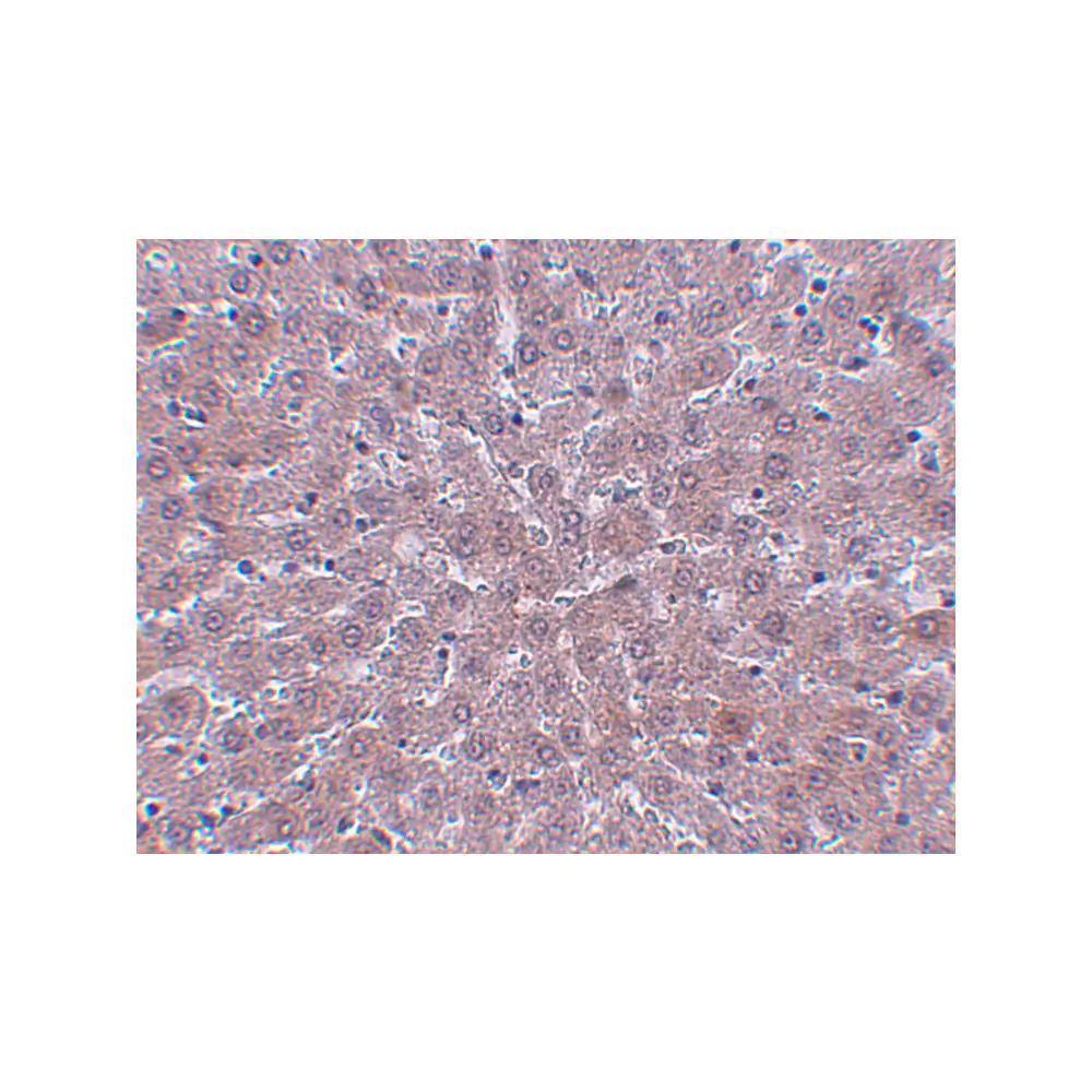ProSci 5369 JMJD1B Antibody, ProSci, 0.1 mg/Unit Secondary Image