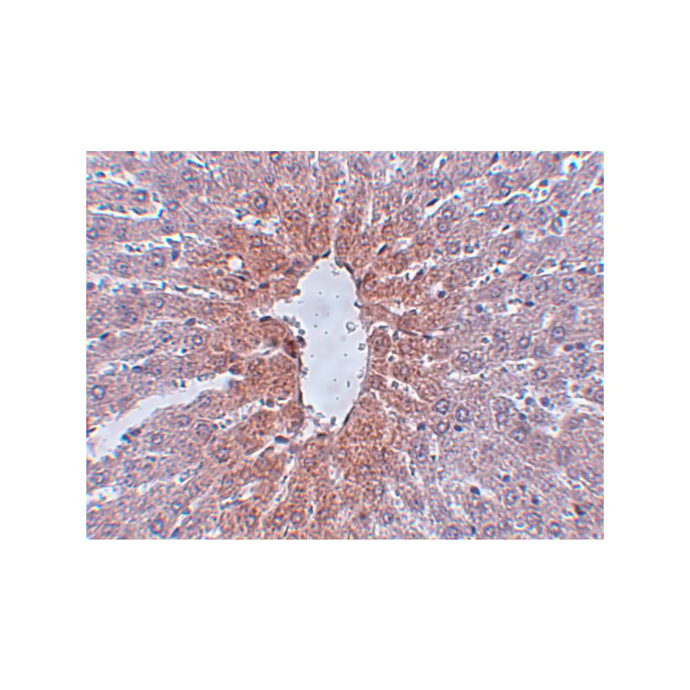 ProSci 5371 JMJD1C Antibody, ProSci, 0.1 mg/Unit Secondary Image