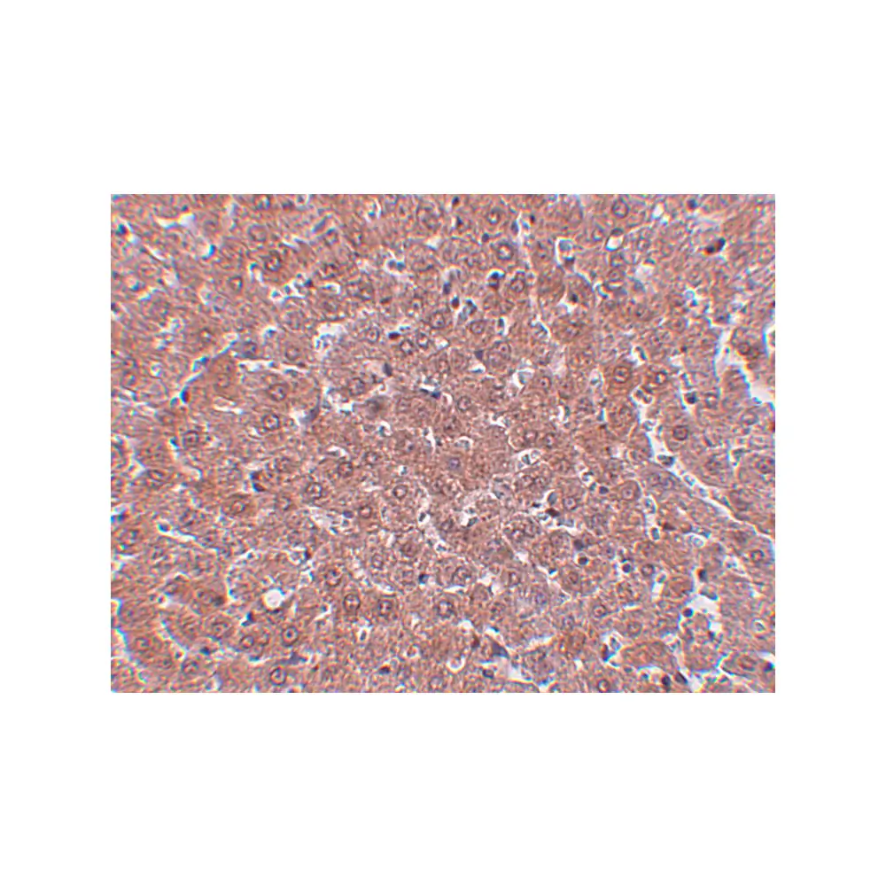 ProSci 5373_S JMJD2A Antibody, ProSci, 0.02 mg/Unit Secondary Image