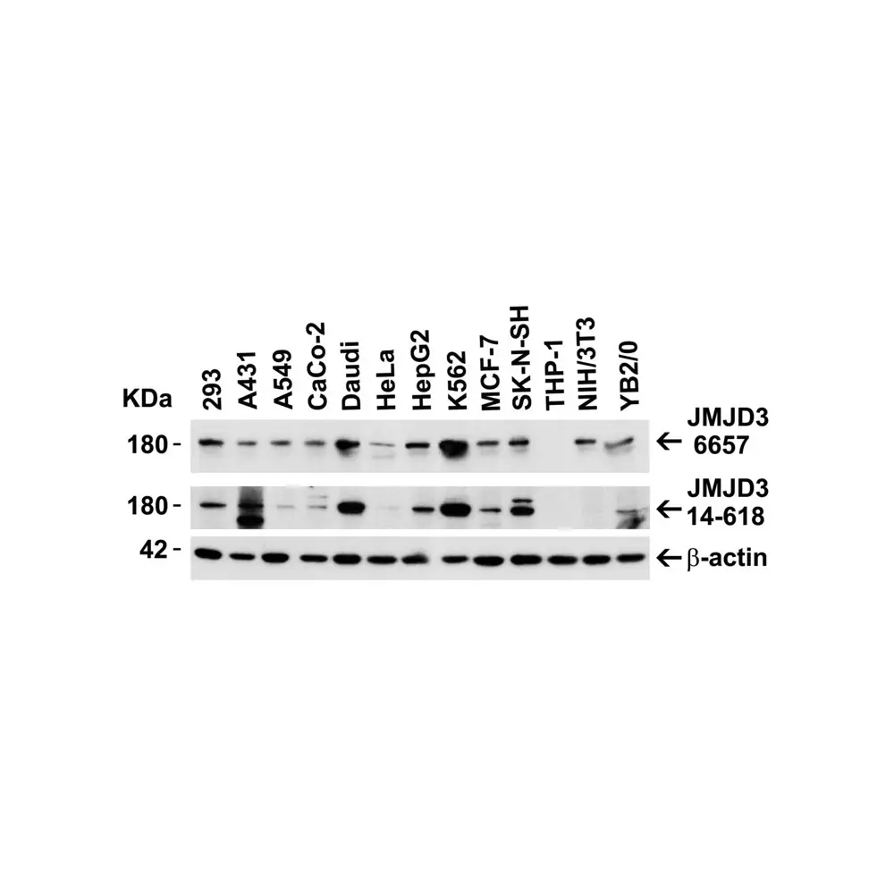 ProSci 6657 JMJD3 Antibody, ProSci, 0.1 mg/Unit Secondary Image