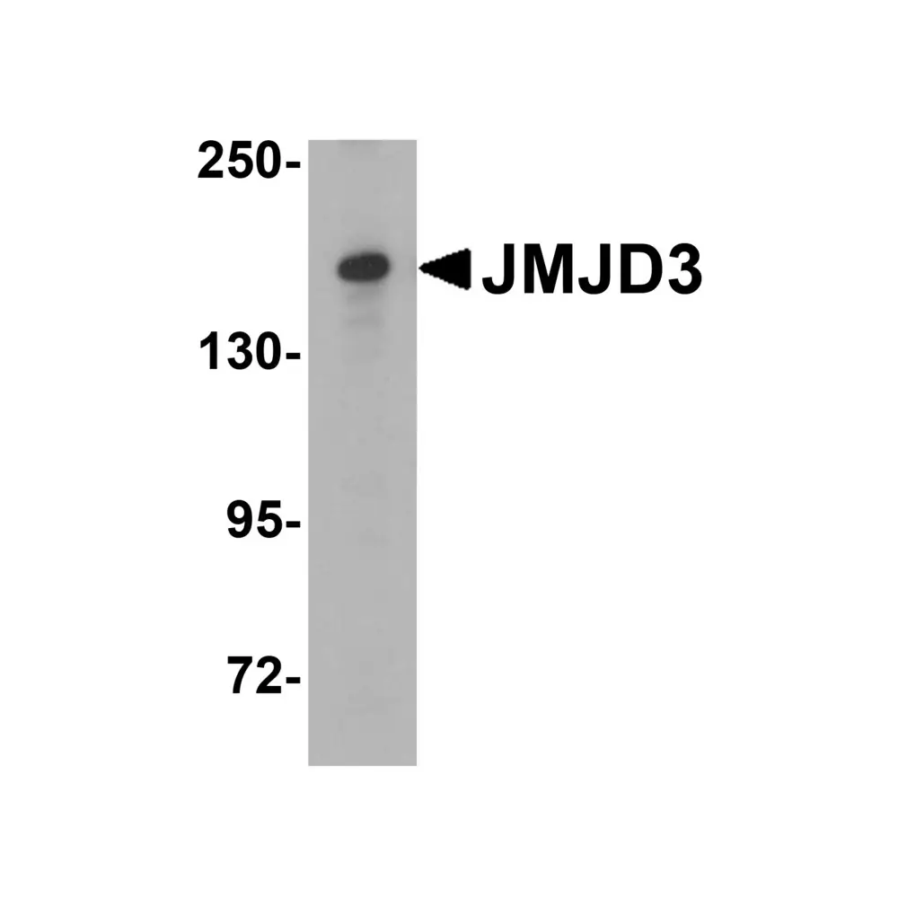 ProSci 6657 JMJD3 Antibody, ProSci, 0.1 mg/Unit Tertiary Image