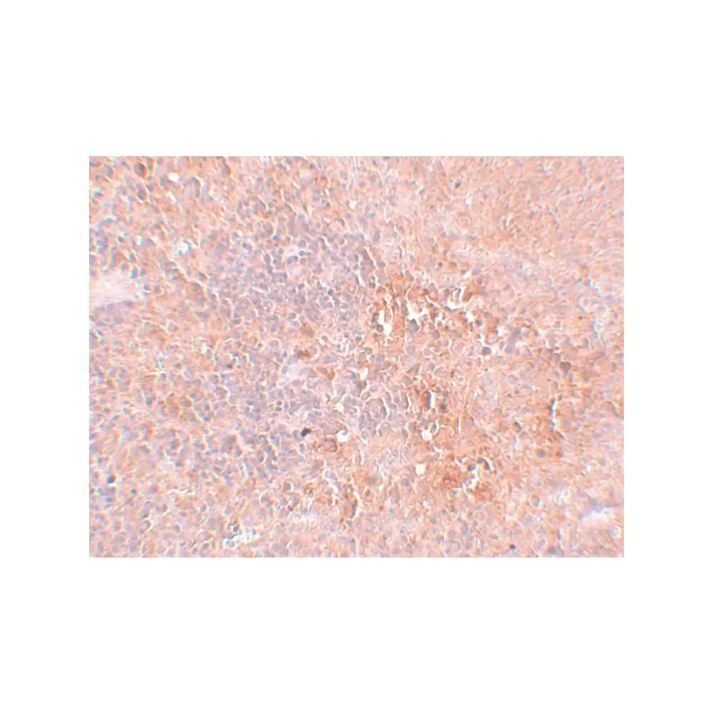 ProSci 5379 JMJD4 Antibody, ProSci, 0.1 mg/Unit Secondary Image