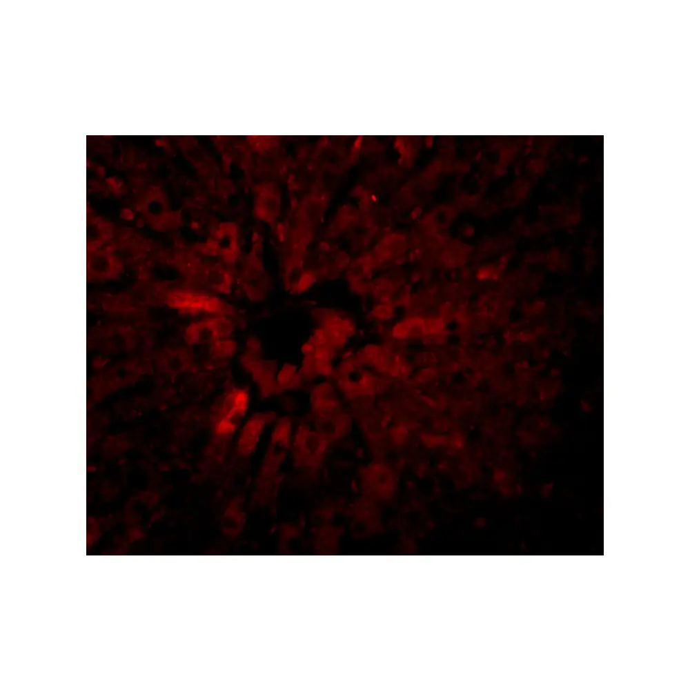 ProSci 5381_S JMJD5 Antibody, ProSci, 0.02 mg/Unit Tertiary Image