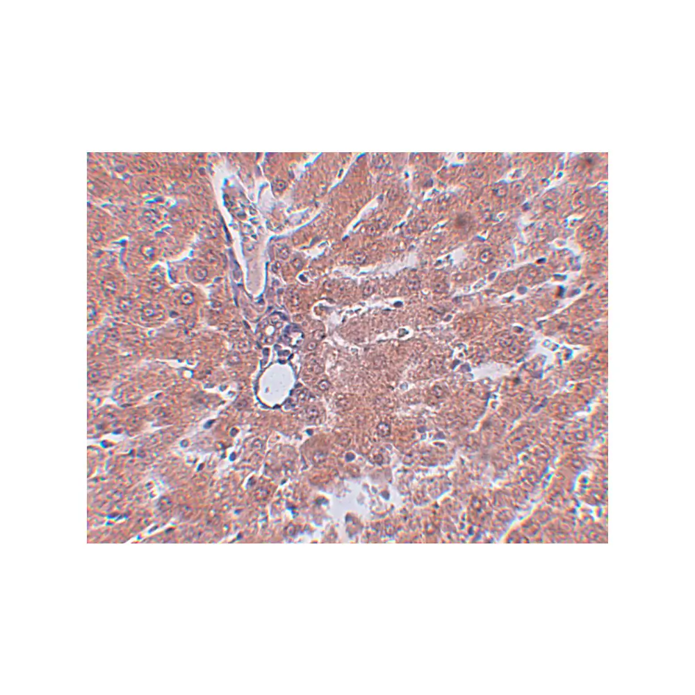 ProSci 5381_S JMJD5 Antibody, ProSci, 0.02 mg/Unit Secondary Image