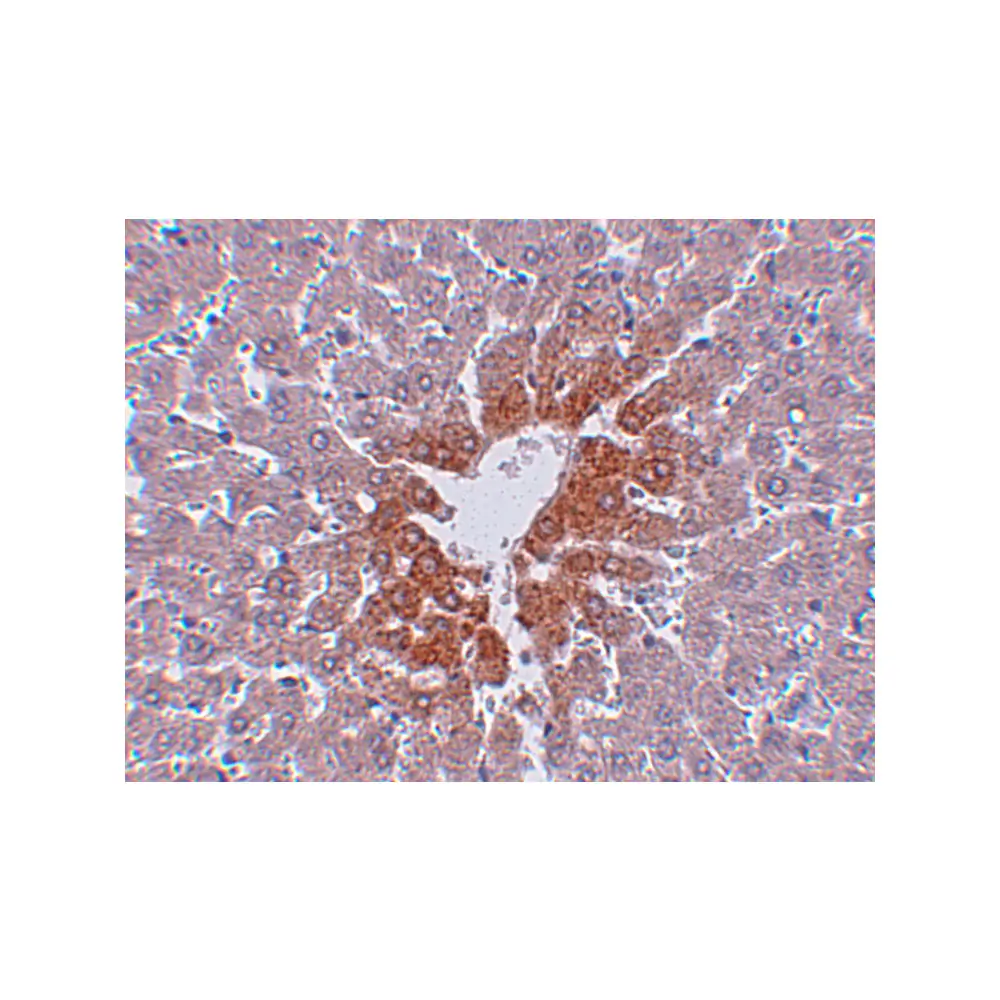 ProSci 5385_S JMJD7 Antibody, ProSci, 0.02 mg/Unit Secondary Image