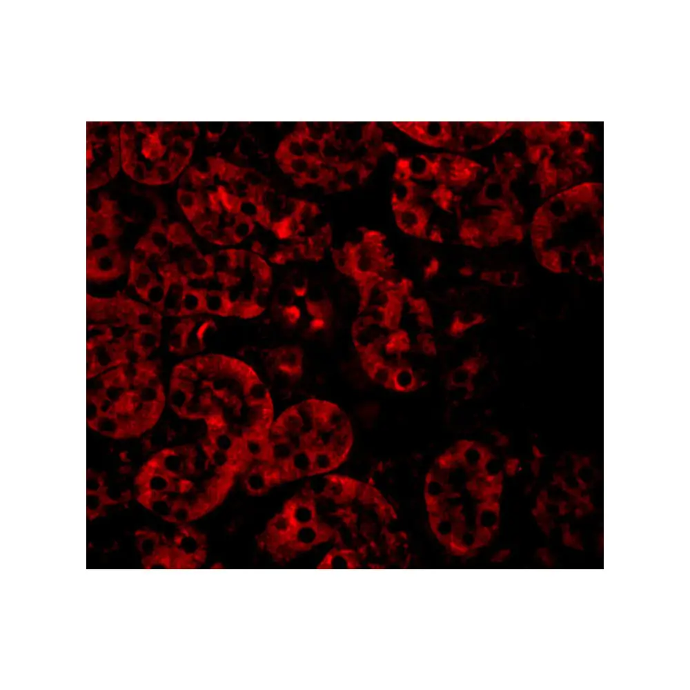 ProSci 5387_S JMJD8 Antibody, ProSci, 0.02 mg/Unit Tertiary Image