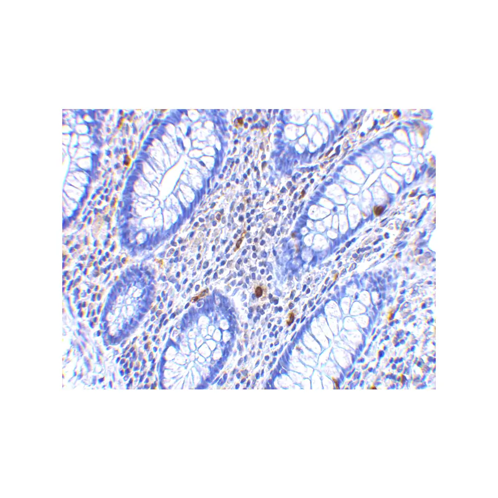 ProSci 4073 KAI1 Antibody, ProSci, 0.1 mg/Unit Secondary Image