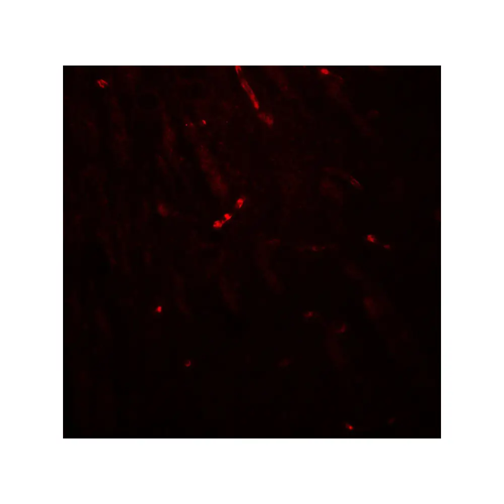 ProSci 8017 KCNK1 Antibody, ProSci, 0.1 mg/Unit Tertiary Image