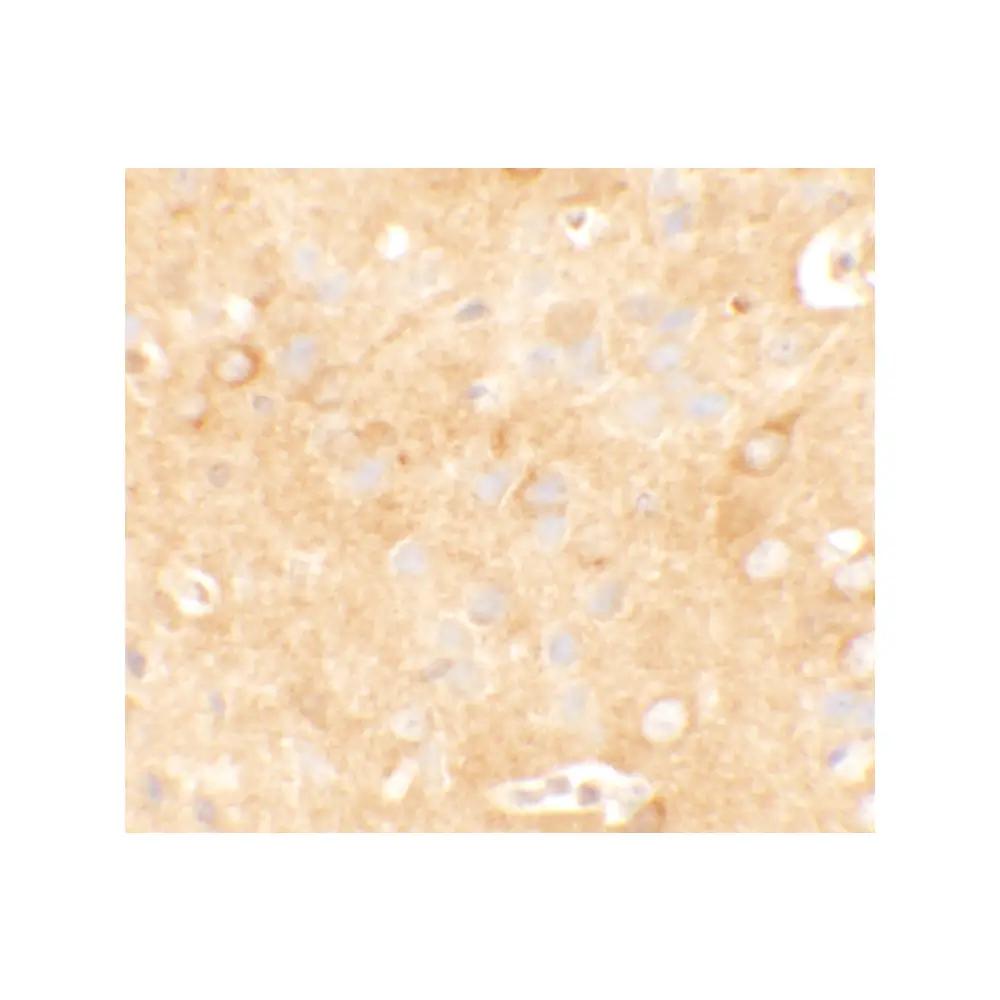 ProSci 6425_S KCNK12 Antibody, ProSci, 0.02 mg/Unit Secondary Image