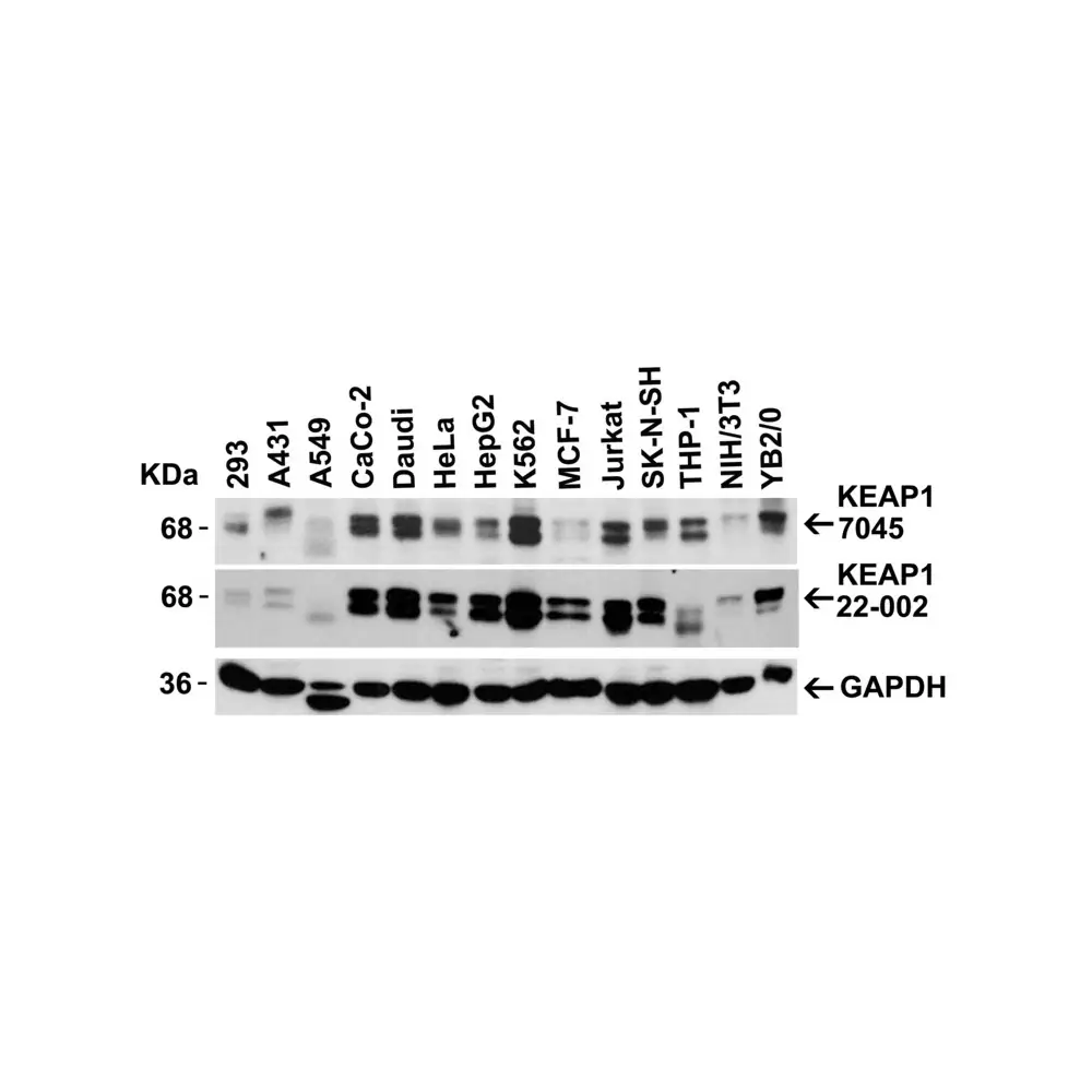 ProSci 7045_S KEAP1 Antibody, ProSci, 0.02 mg/Unit Secondary Image