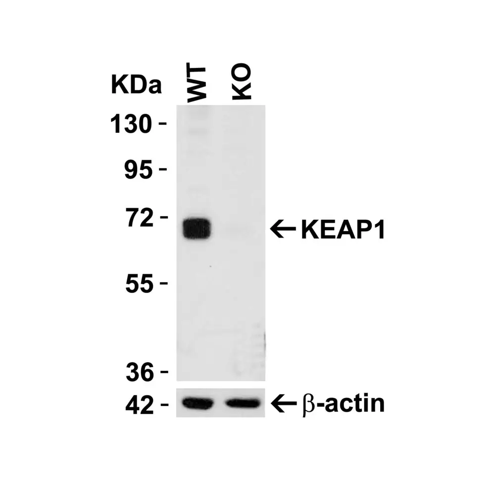 ProSci 7045_S KEAP1 Antibody, ProSci, 0.02 mg/Unit Tertiary Image