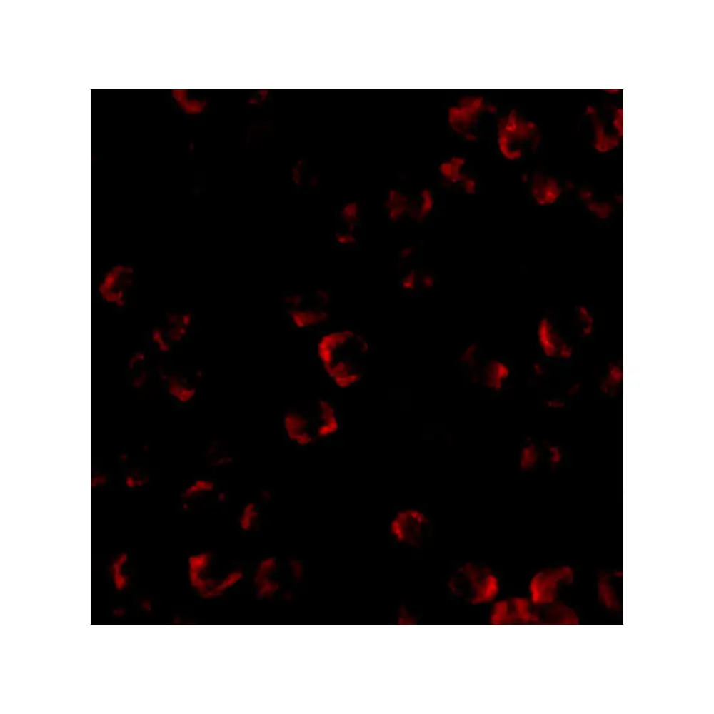 ProSci 4289 KIF5 Antibody, ProSci, 0.1 mg/Unit Tertiary Image