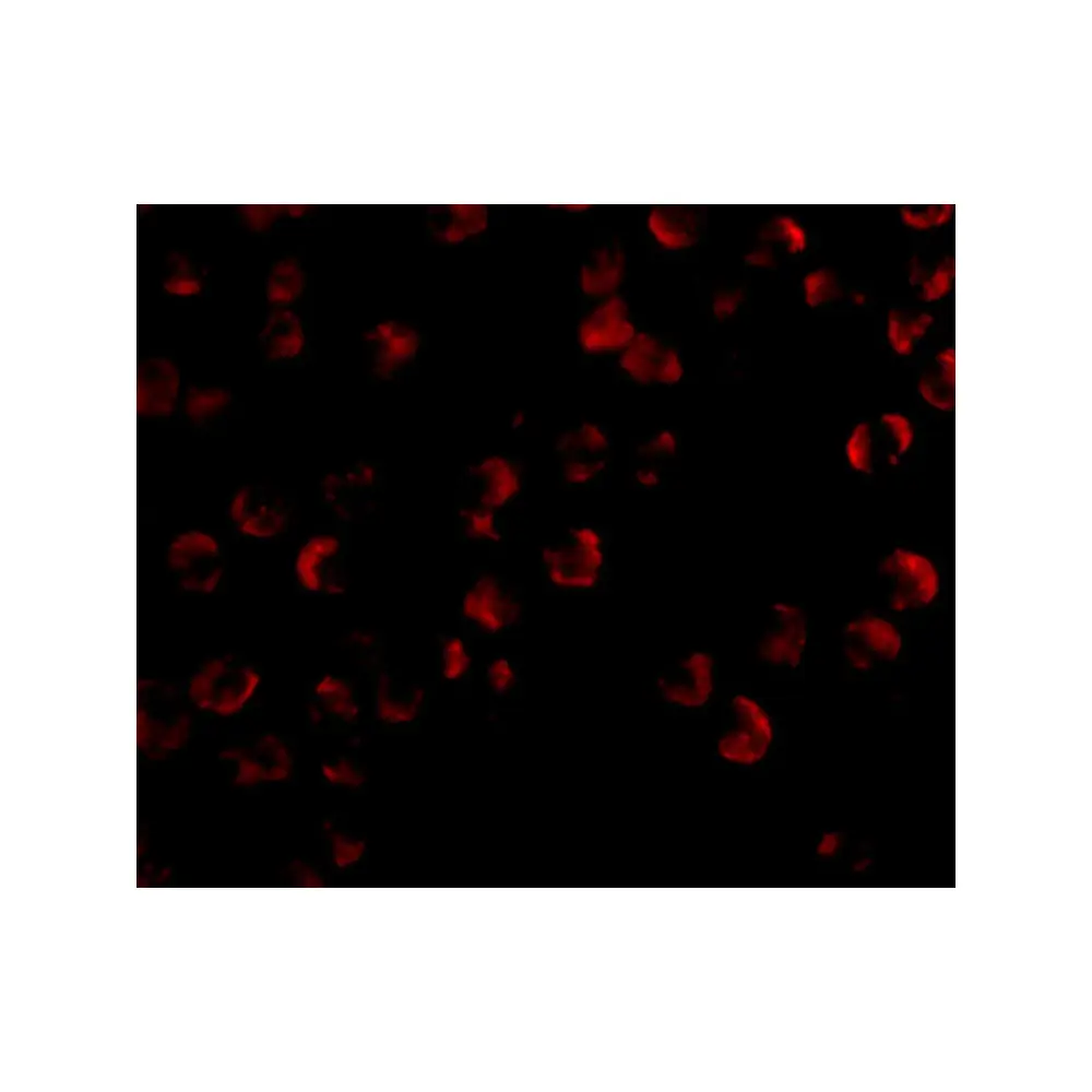 ProSci 4291 KIF5 Antibody, ProSci, 0.1 mg/Unit Tertiary Image