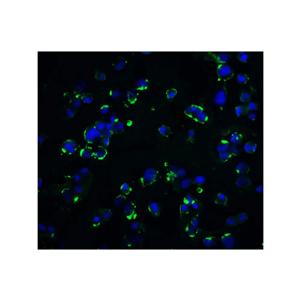 ProSci 8201_S KIR2DS2 Antibody, ProSci, 0.02 mg/Unit Quaternary Image