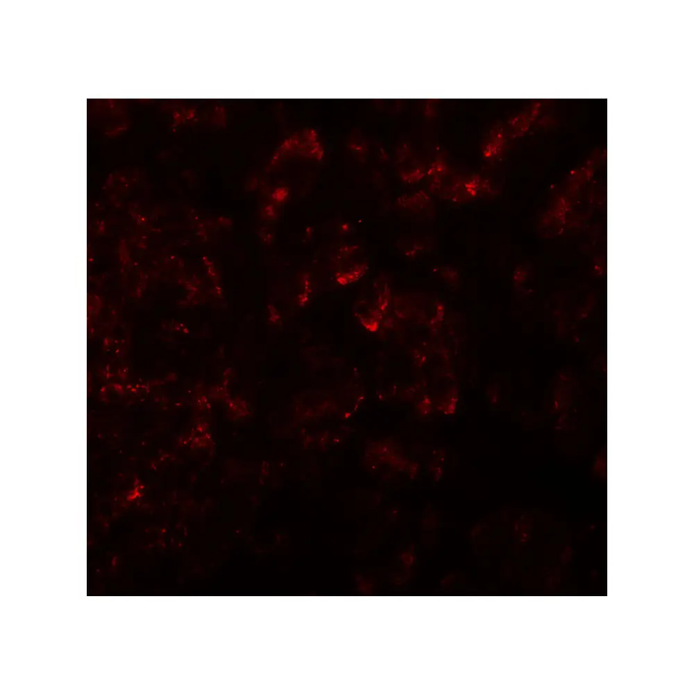 ProSci 7971 KIRREL2 Antibody, ProSci, 0.1 mg/Unit Tertiary Image