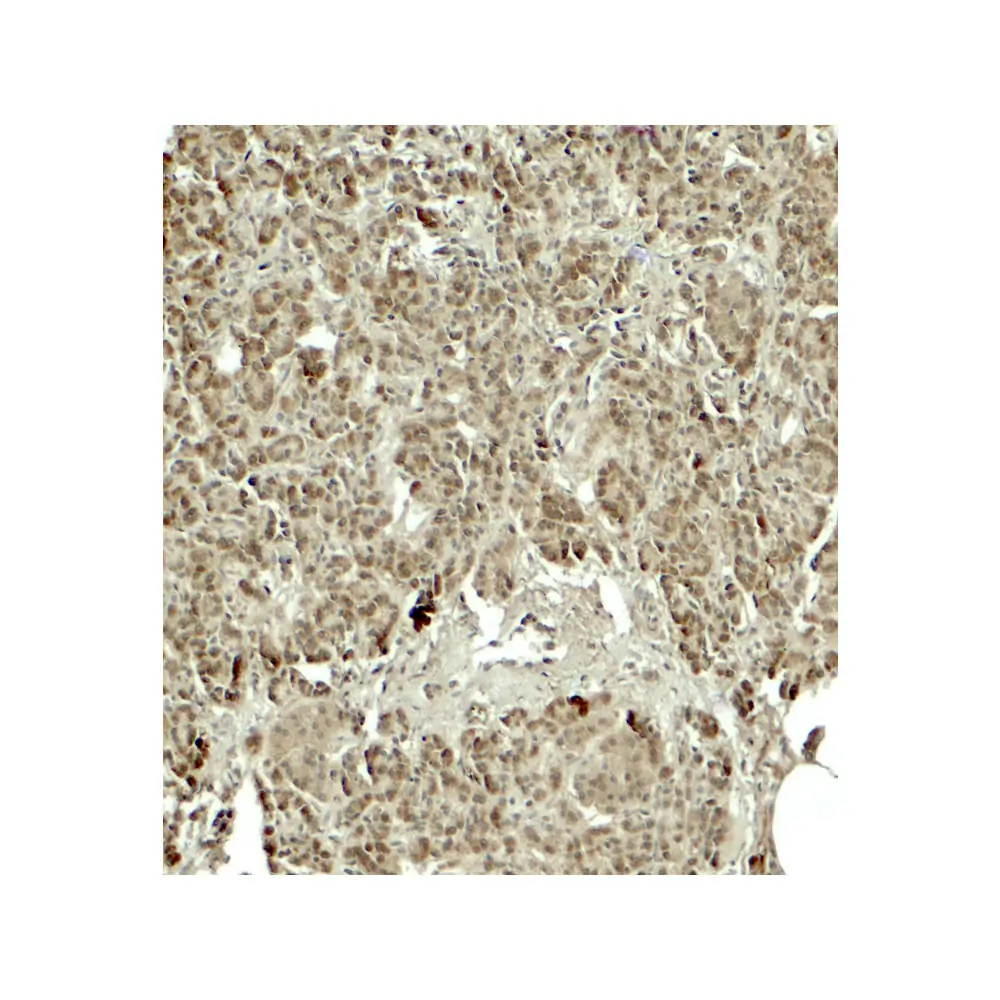 ProSci 7971 KIRREL2 Antibody, ProSci, 0.1 mg/Unit Secondary Image
