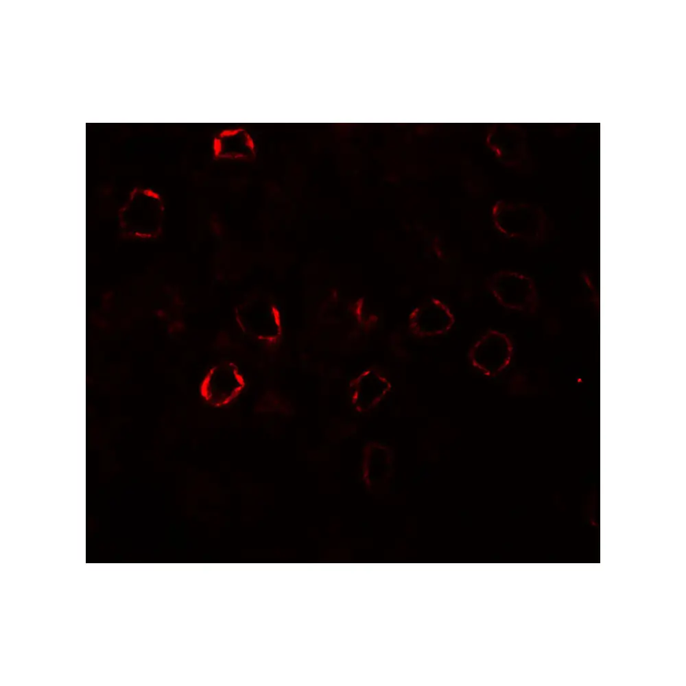 ProSci 7973 KIRREL3 Antibody, ProSci, 0.1 mg/Unit Tertiary Image