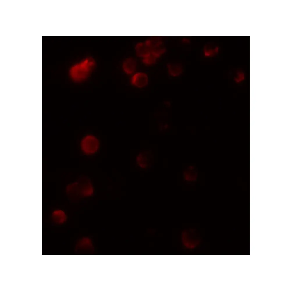 ProSci 8201_S KIR2DS2 Antibody, ProSci, 0.02 mg/Unit Tertiary Image