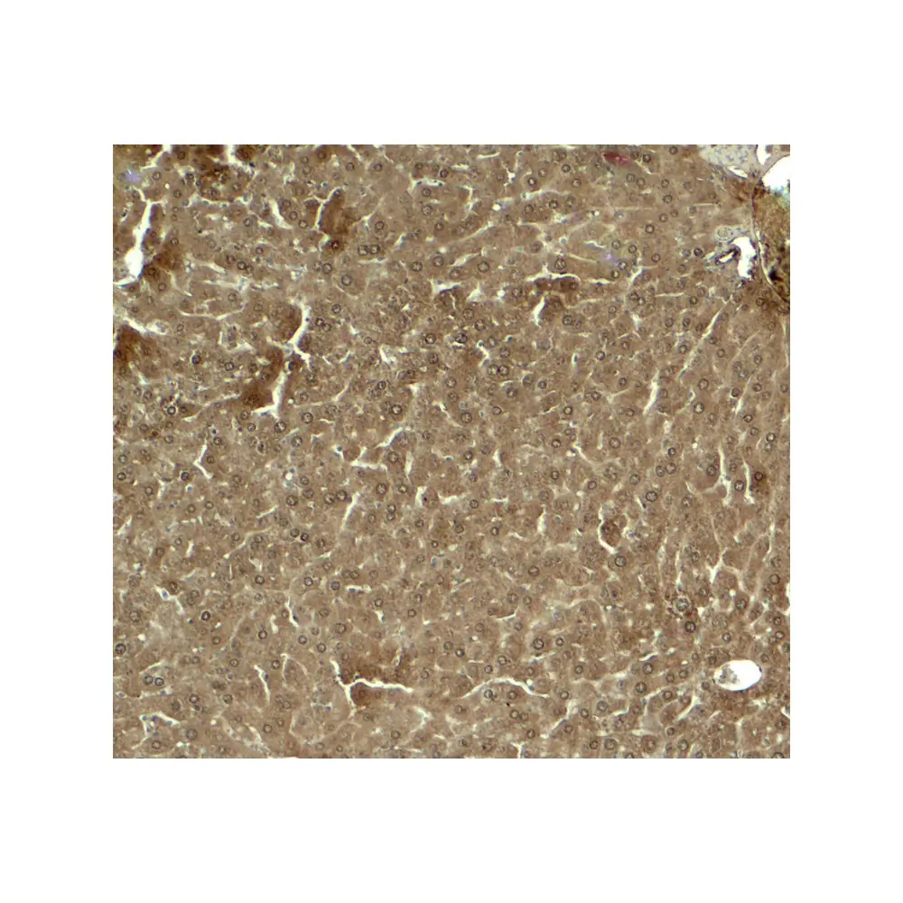ProSci 8041 KLF17 Antibody, ProSci, 0.1 mg/Unit Secondary Image