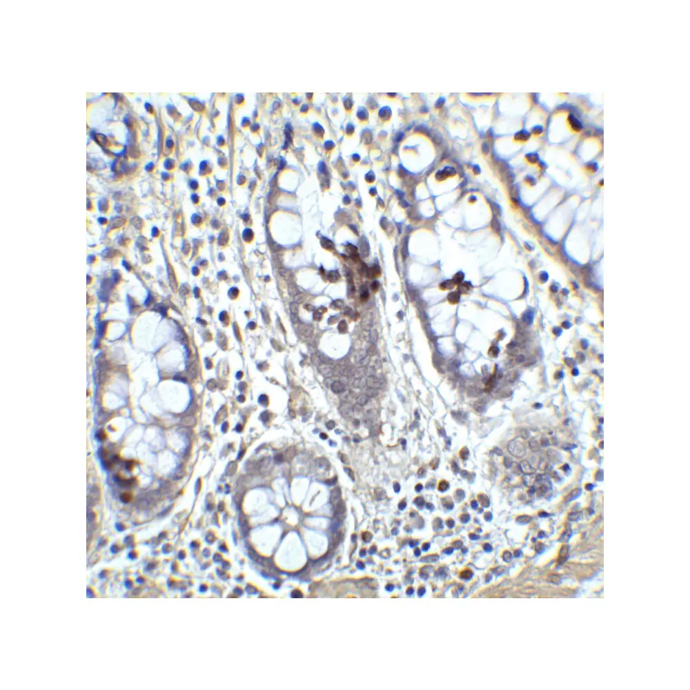 ProSci 5603_S KLF4 Antibody, ProSci, 0.02 mg/Unit Secondary Image