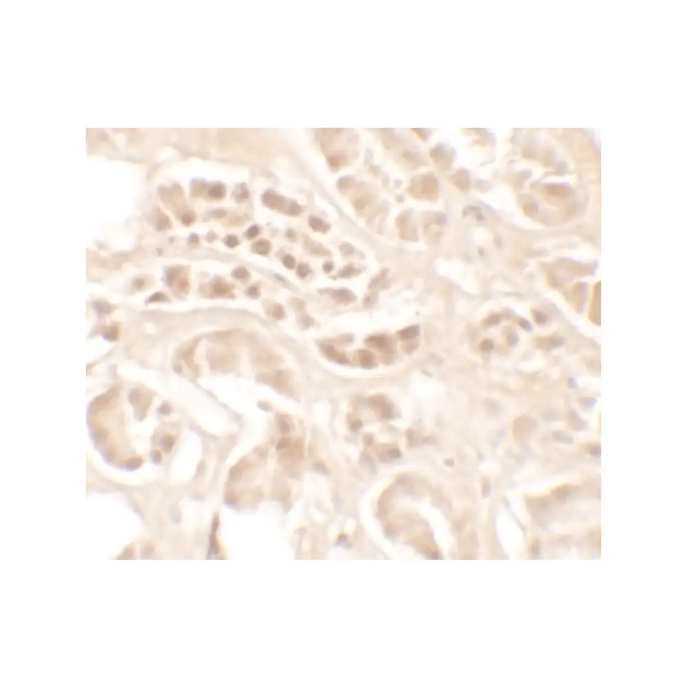 ProSci 7445 KLK4 Antibody , ProSci, 0.1 mg/Unit Secondary Image
