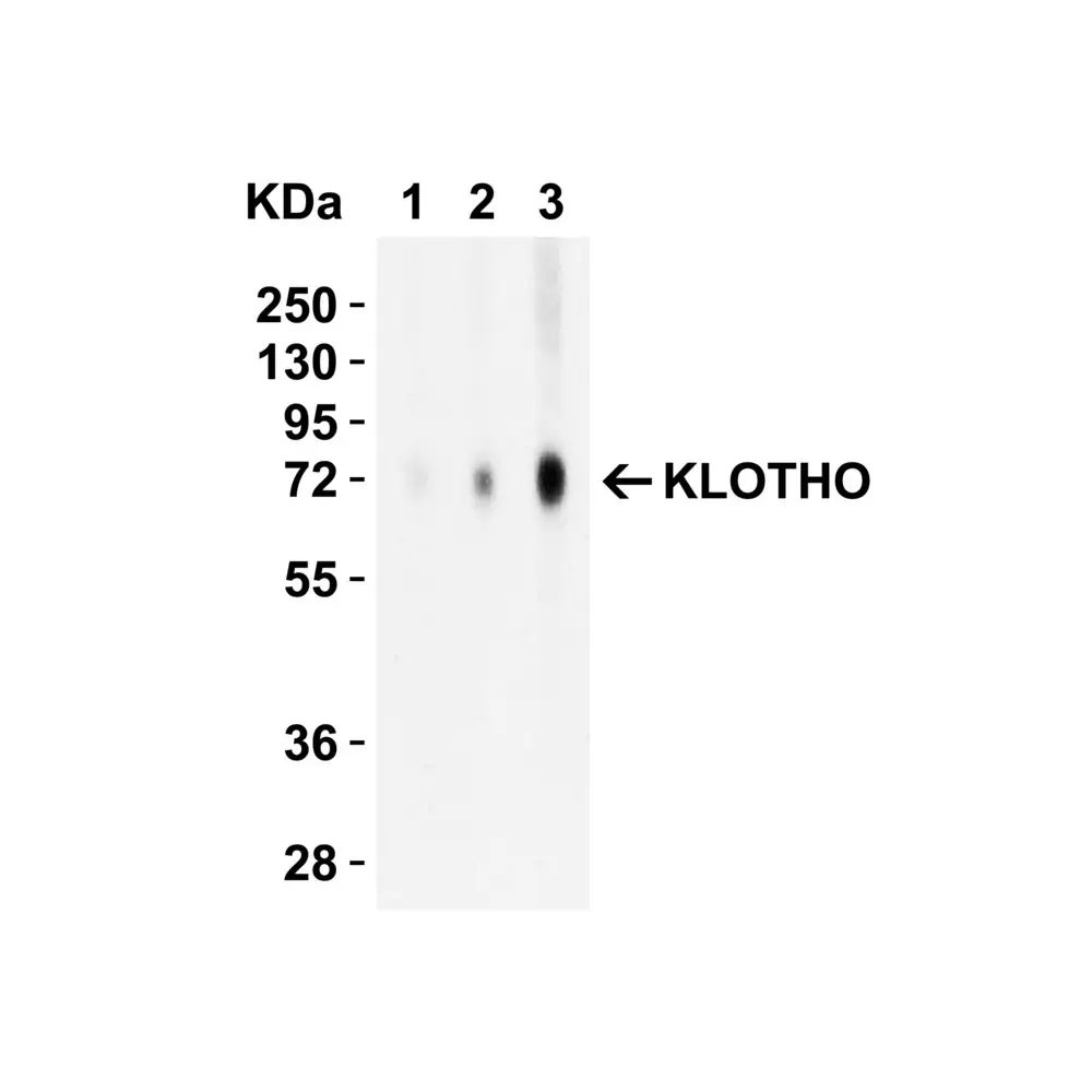 ProSci 6107_S KLOTHO Antibody, ProSci, 0.02 mg/Unit Secondary Image