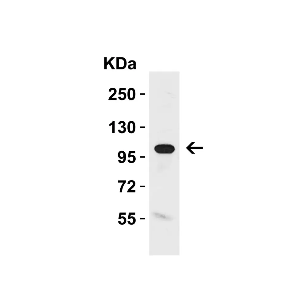 ProSci 6107_S KLOTHO Antibody, ProSci, 0.02 mg/Unit Tertiary Image