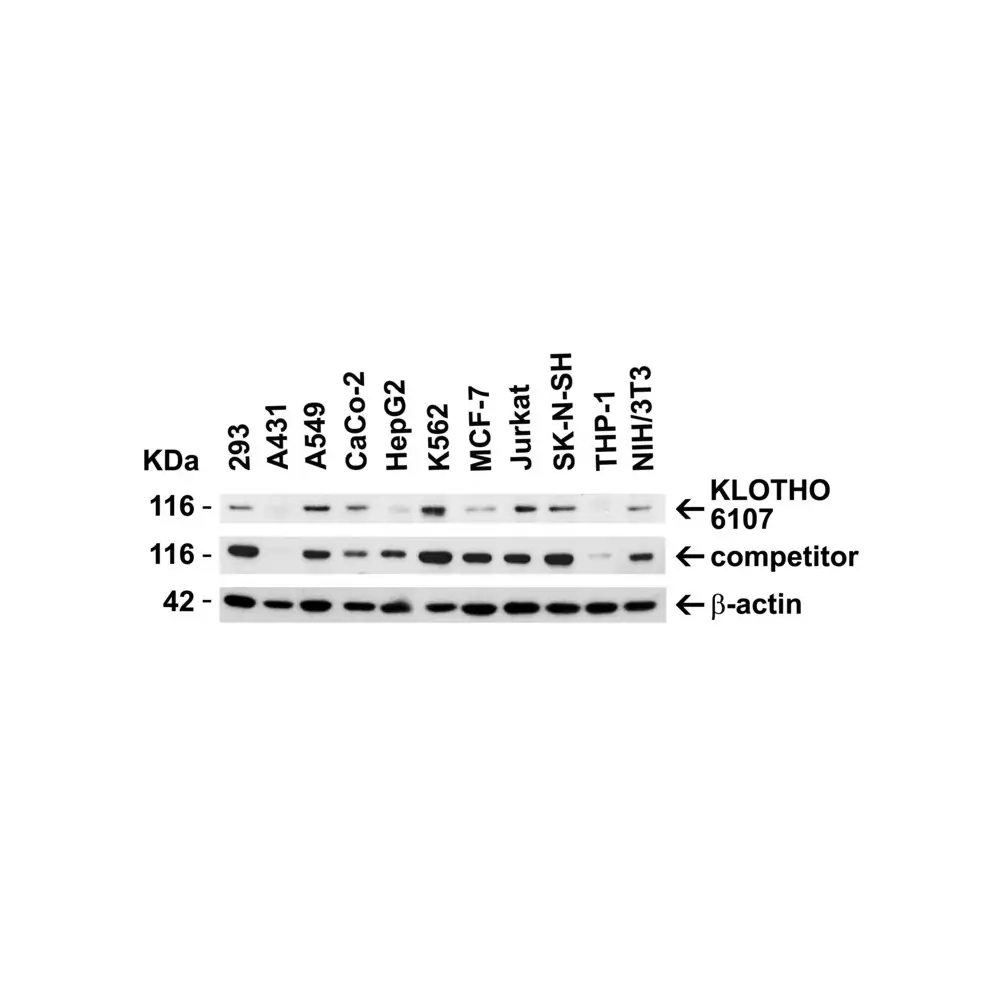 ProSci 6107 KLOTHO Antibody, ProSci, 0.1 mg/Unit Primary Image