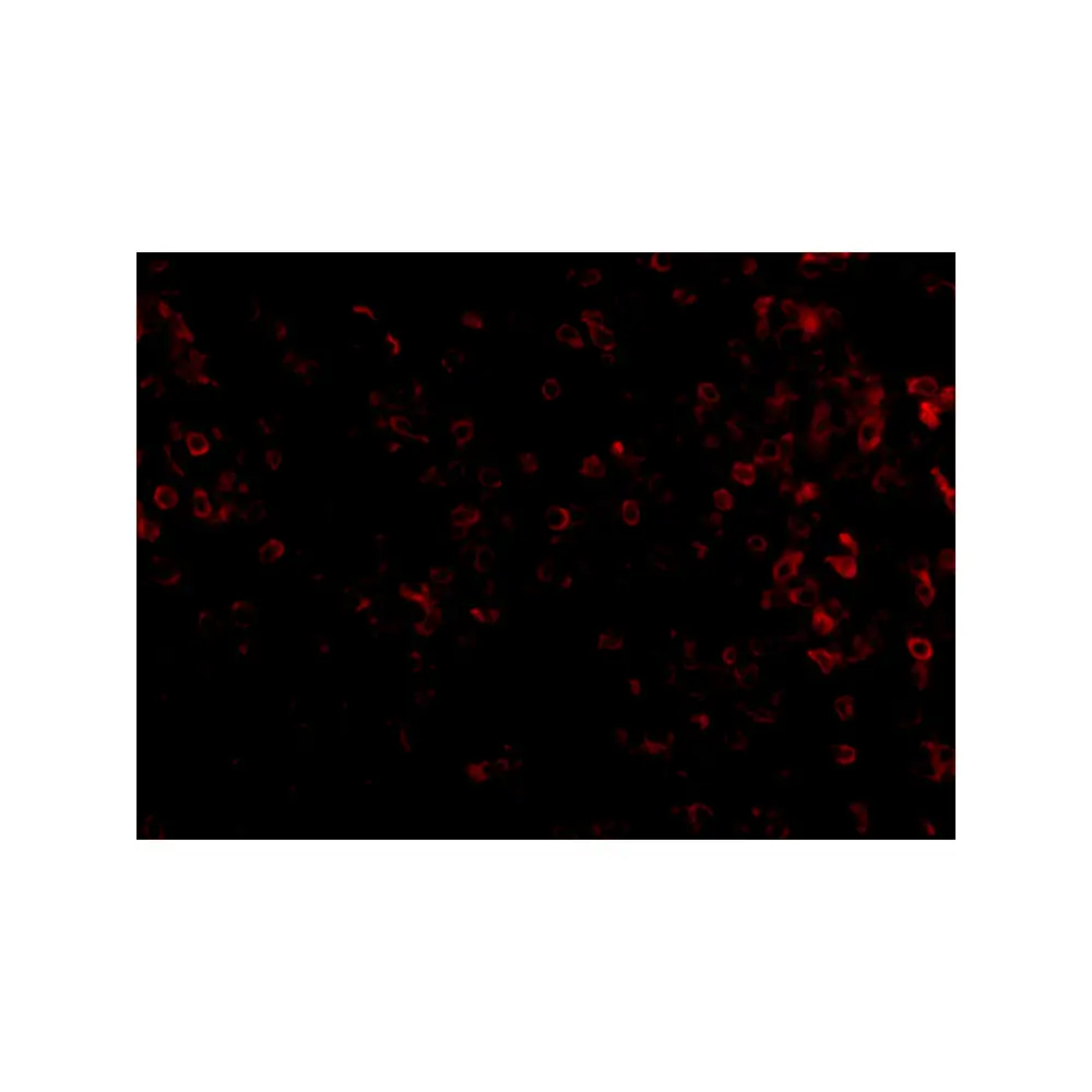 ProSci 4989_S KLRA1 Antibody, ProSci, 0.02 mg/Unit Tertiary Image