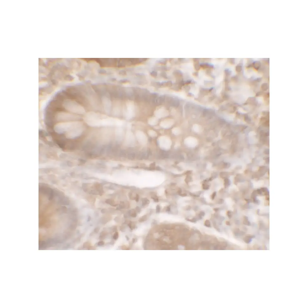 ProSci 7261_S KREMEN1 Antibody, ProSci, 0.02 mg/Unit Secondary Image