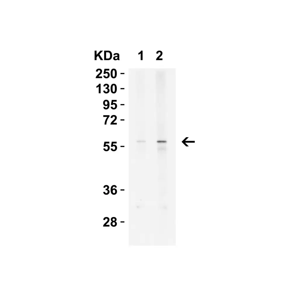 ProSci 7263 KREMEN2 Antibody, ProSci, 0.1 mg/Unit Tertiary Image