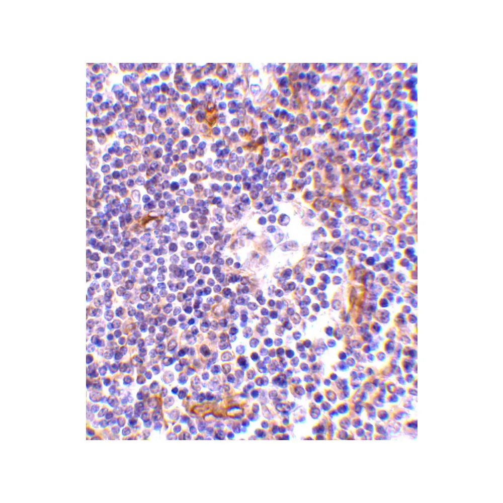 ProSci 2491 KappaB ras Antibody, ProSci, 0.1 mg/Unit Secondary Image