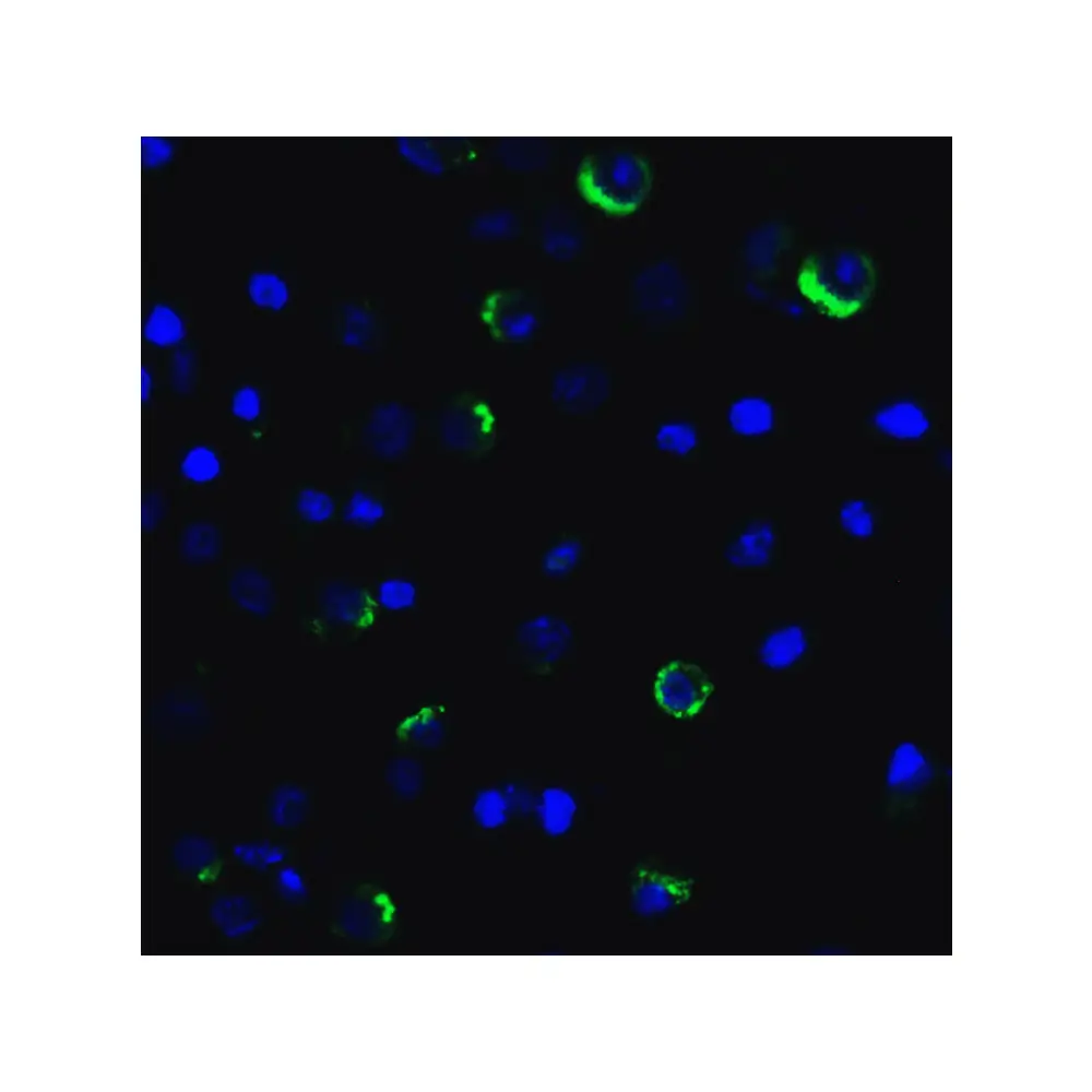 ProSci SD8839_S LAG-3 Single Domain Antibody [1A6], ProSci, 0.02 mg/Unit Quaternary Image