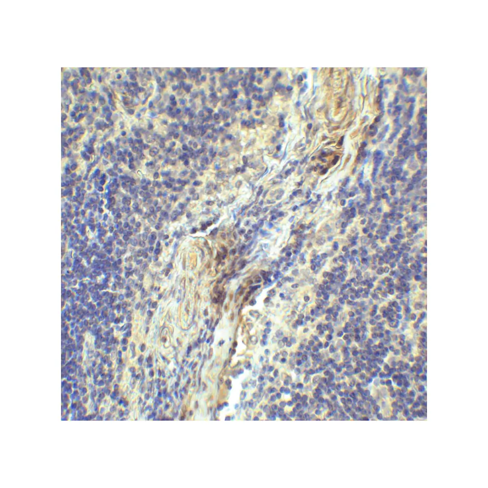 ProSci SD8839_S LAG-3 Single Domain Antibody [1A6], ProSci, 0.02 mg/Unit Secondary Image
