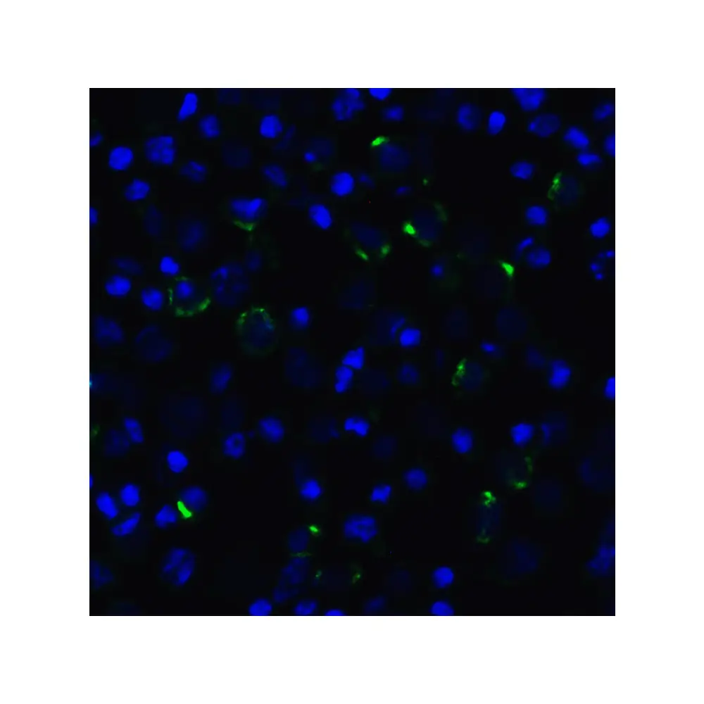 ProSci SD8842 LAG-3 Single Domain Antibody [1C6], ProSci, 0.1 mg/Unit Quaternary Image