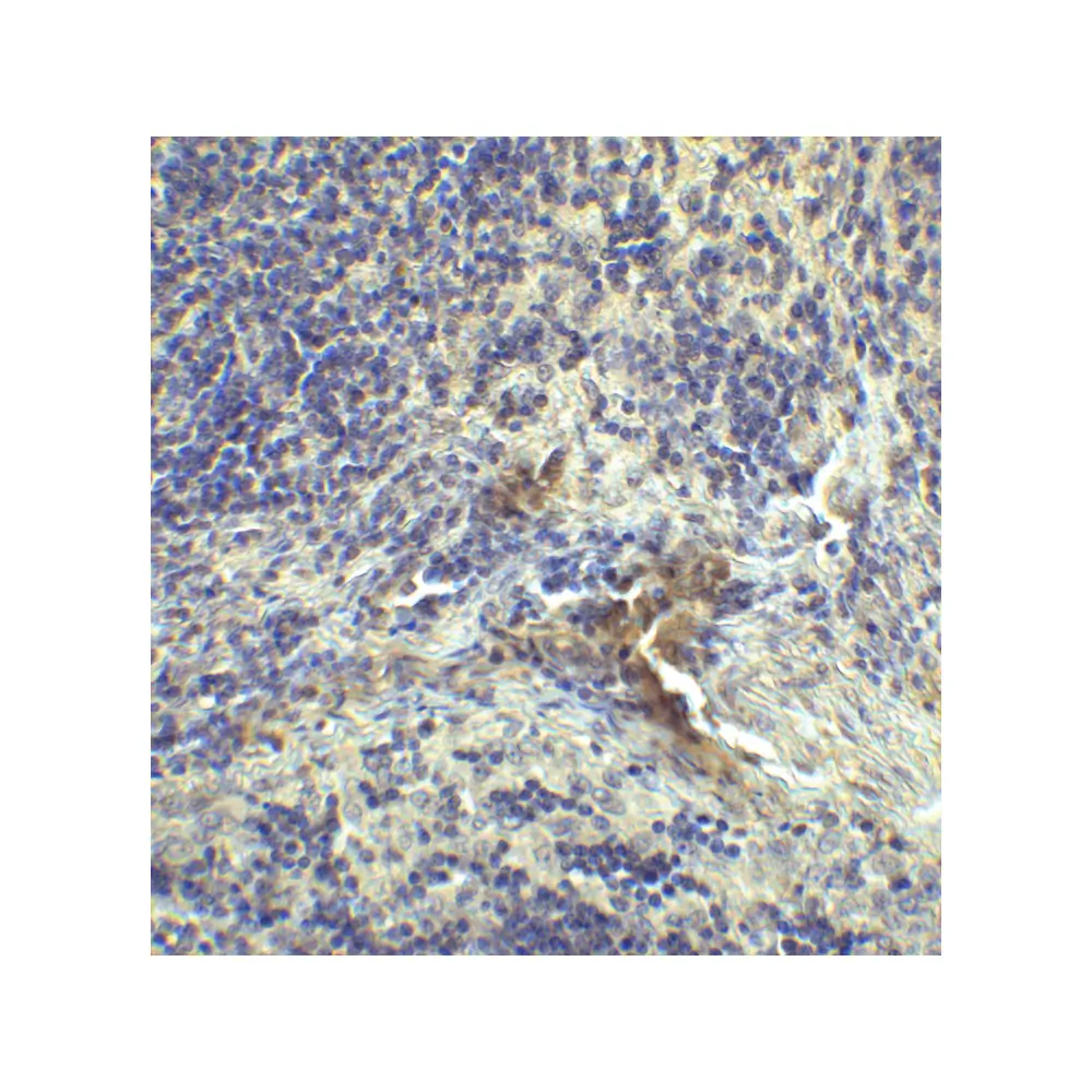 ProSci SD8842_S LAG-3 Single Domain Antibody [1C6], ProSci, 0.02 mg/Unit Secondary Image