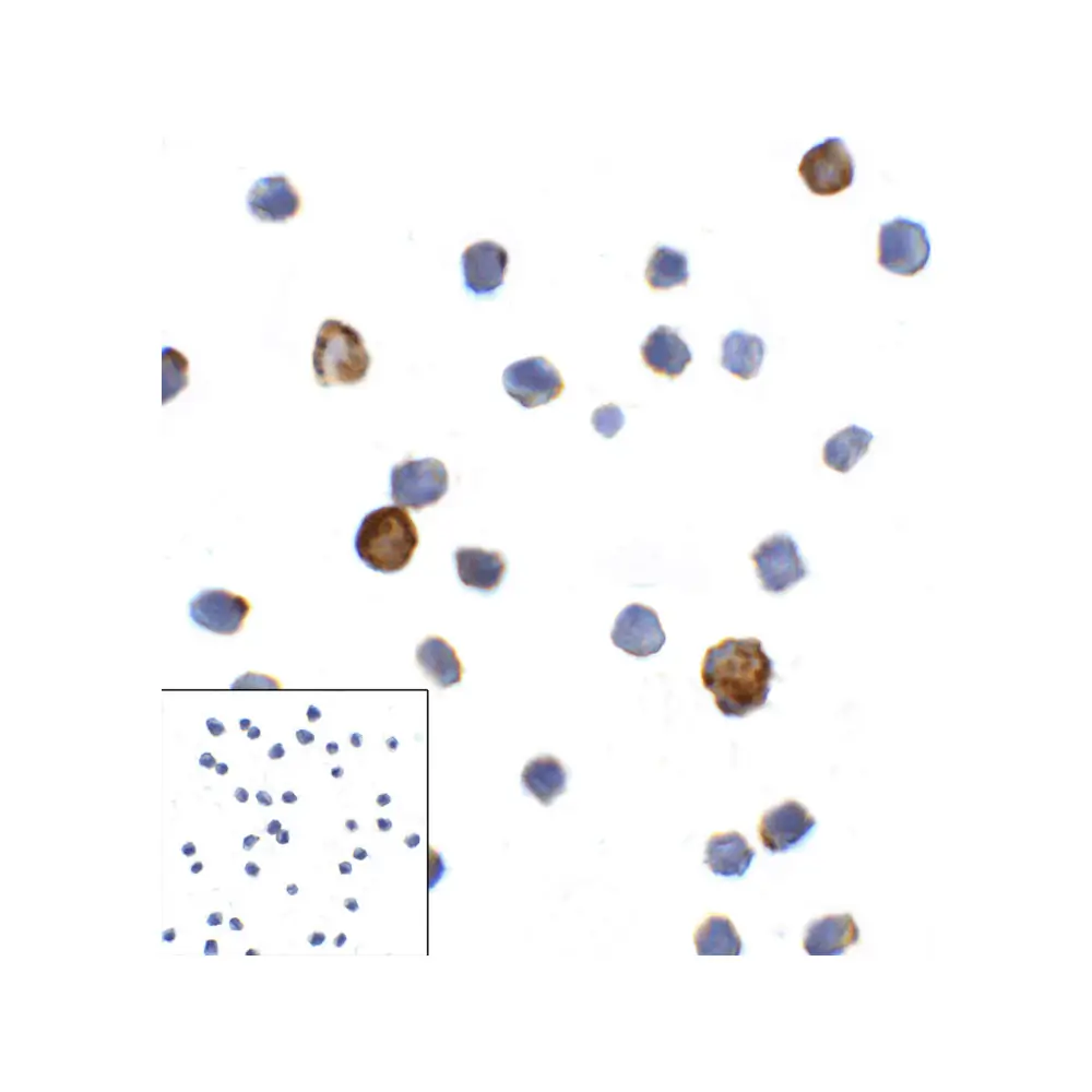ProSci RF16089_S LAG3 Antibody [1G4], ProSci, 0.02 mg/Unit Secondary Image