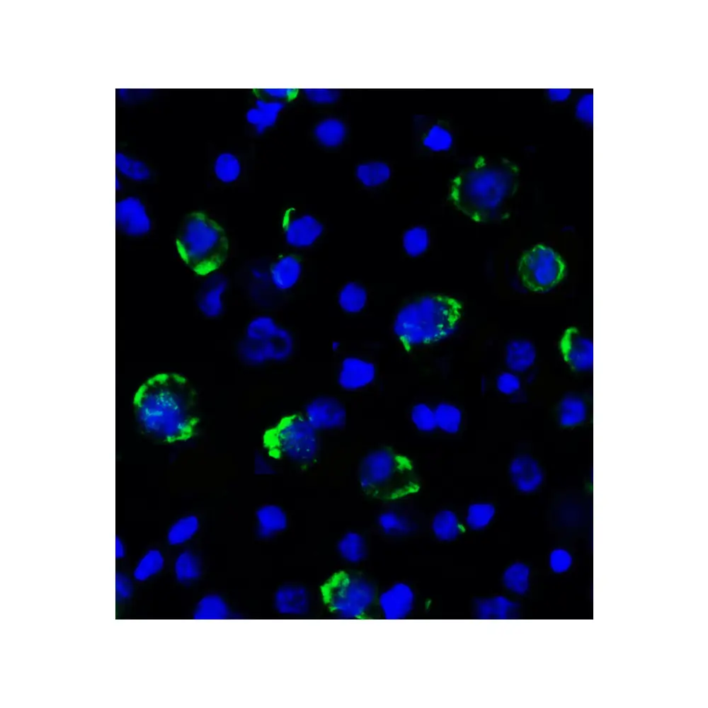 ProSci RF16089 LAG3 Antibody [1G4], ProSci, 0.1 mg/Unit Tertiary Image