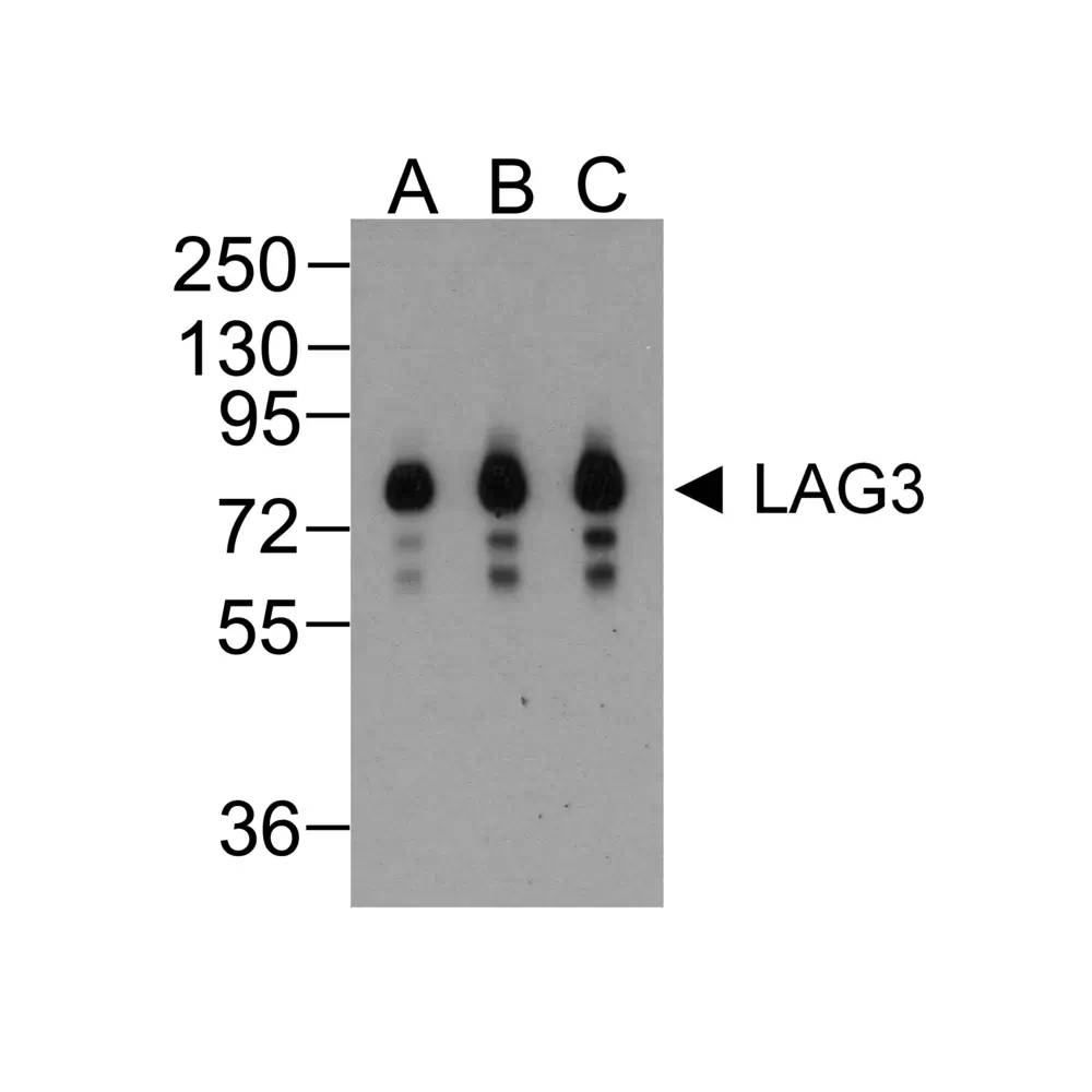 ProSci RF16089_S LAG3 Antibody [1G4], ProSci, 0.02 mg/Unit Primary Image