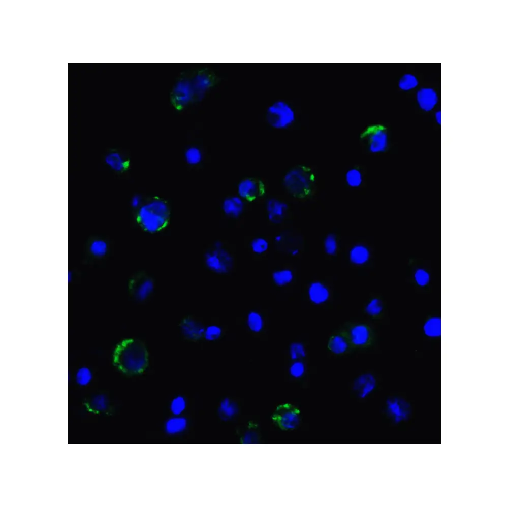 ProSci SD8837 LAG-3 Single Domain Antibody [2A11], ProSci, 0.1 mg/Unit Quaternary Image