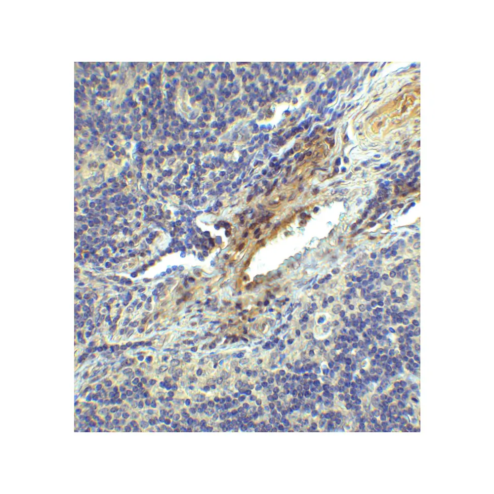 ProSci SD8837 LAG-3 Single Domain Antibody [2A11], ProSci, 0.1 mg/Unit Secondary Image